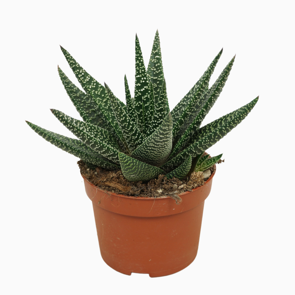 Gasworthia 10,5 cm.