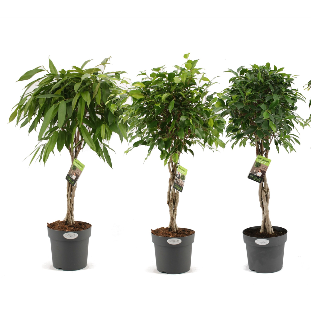 Ficus basis vlechtmix p24 (kleinbladig).