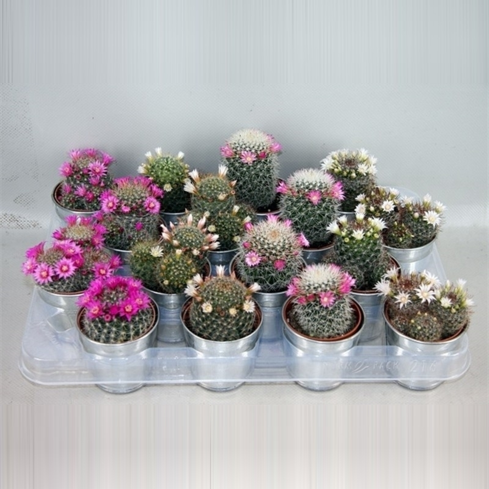 Zink Bloeiende cactus 6,5 cm.