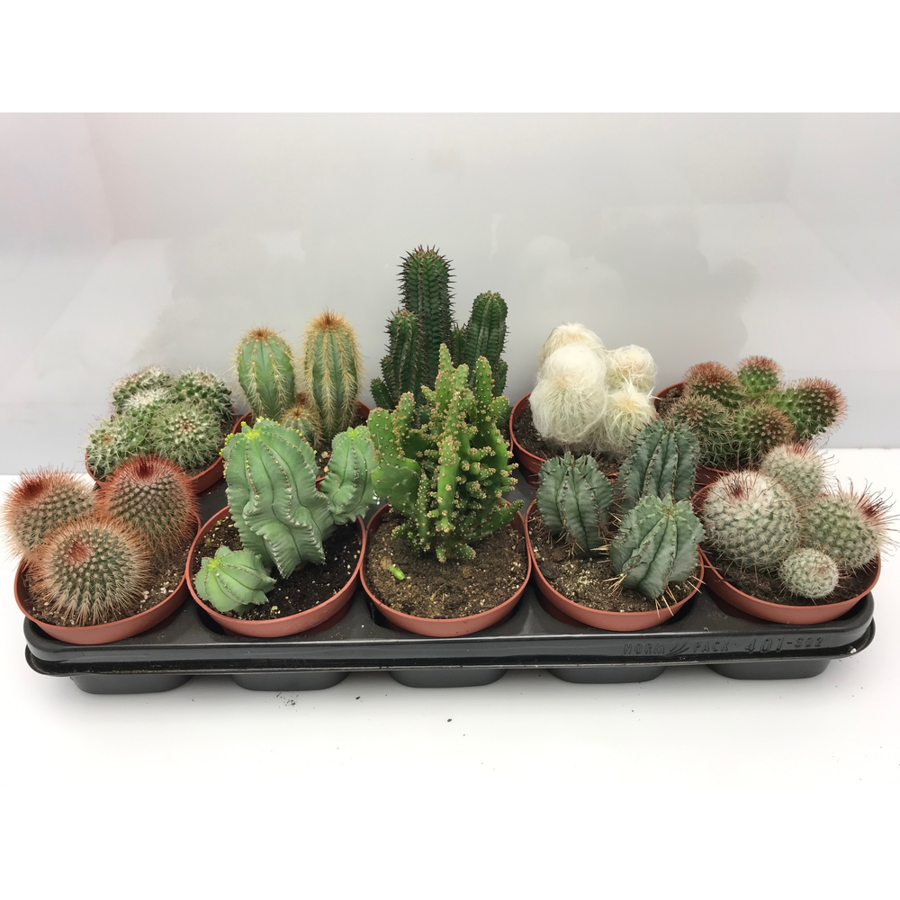 119 Cactus mix 12 cm.