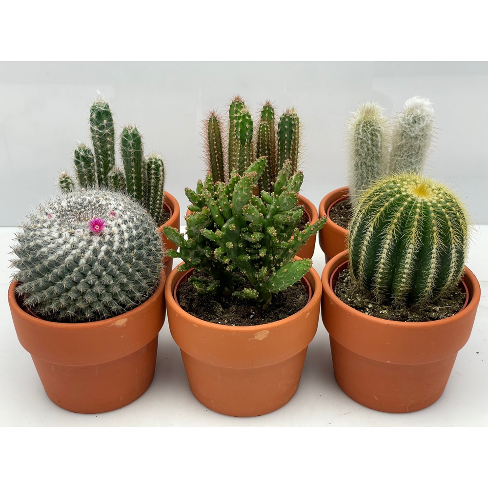 Rozenpot cactus 10,5 cm.