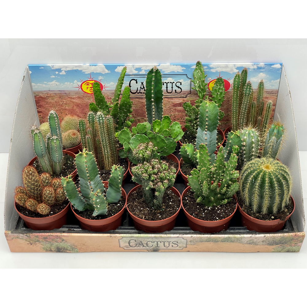 Cactus gemengd 10, 5 cm.