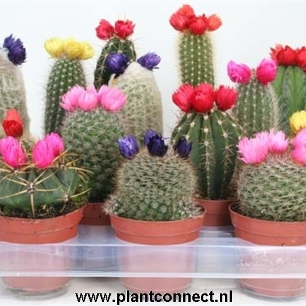 Sier (droogbloem) 8,5 cm.