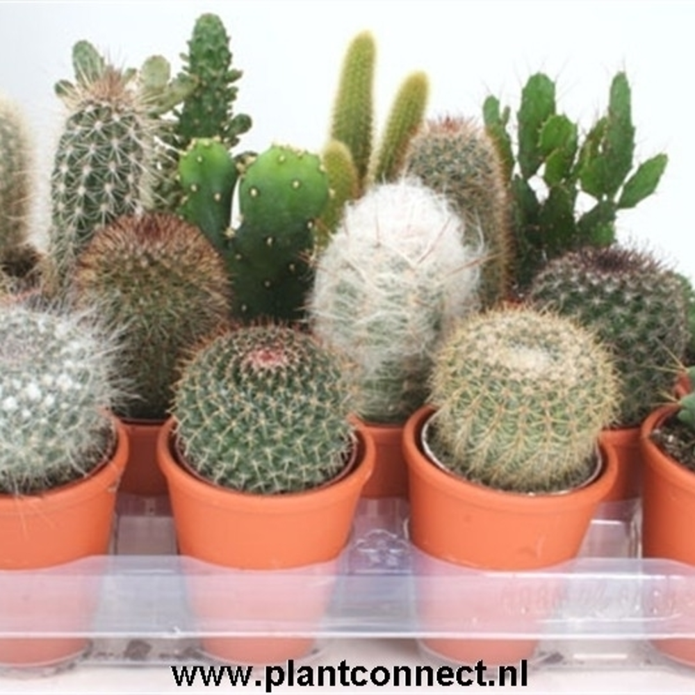 Rozenpot cactus 6,5 cm.
