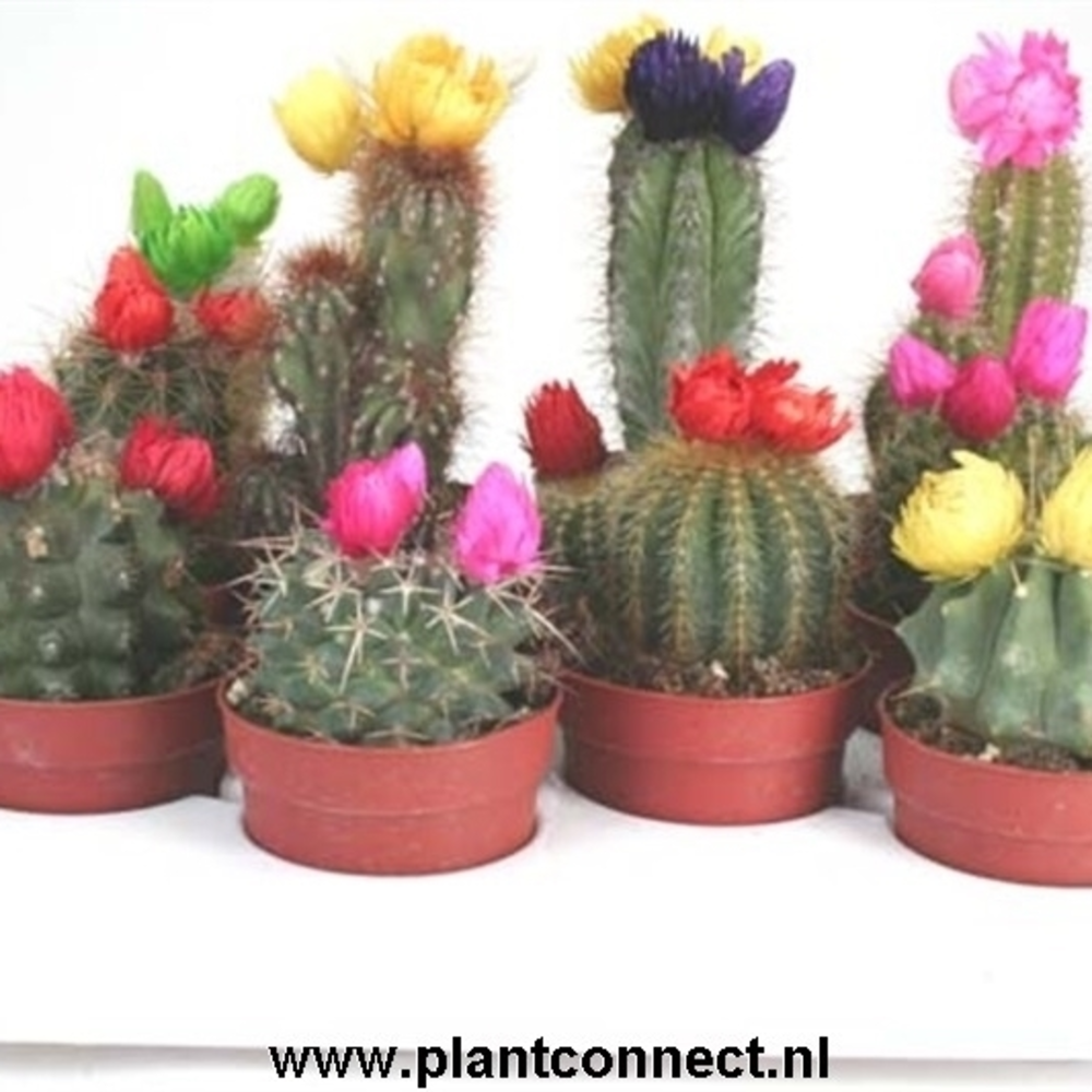 Sier (droogbloem) 6,5 cm.