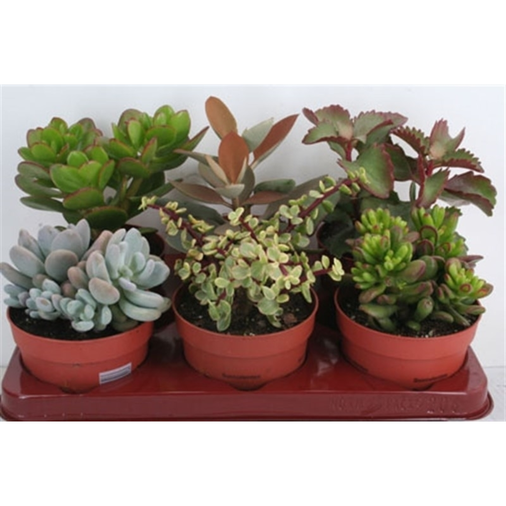 Succulenten mix 12 cm.
