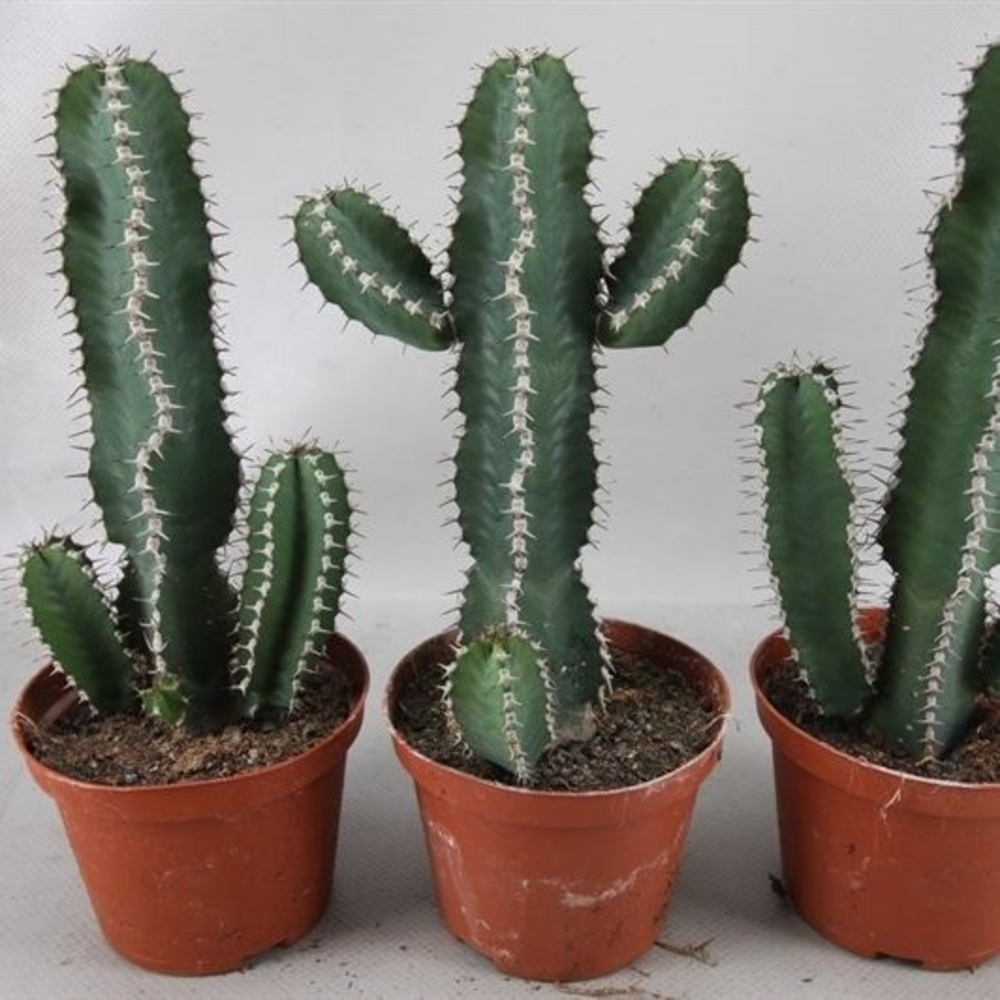 Art.129 Euphorbia Polyacantha 10.5 cm.