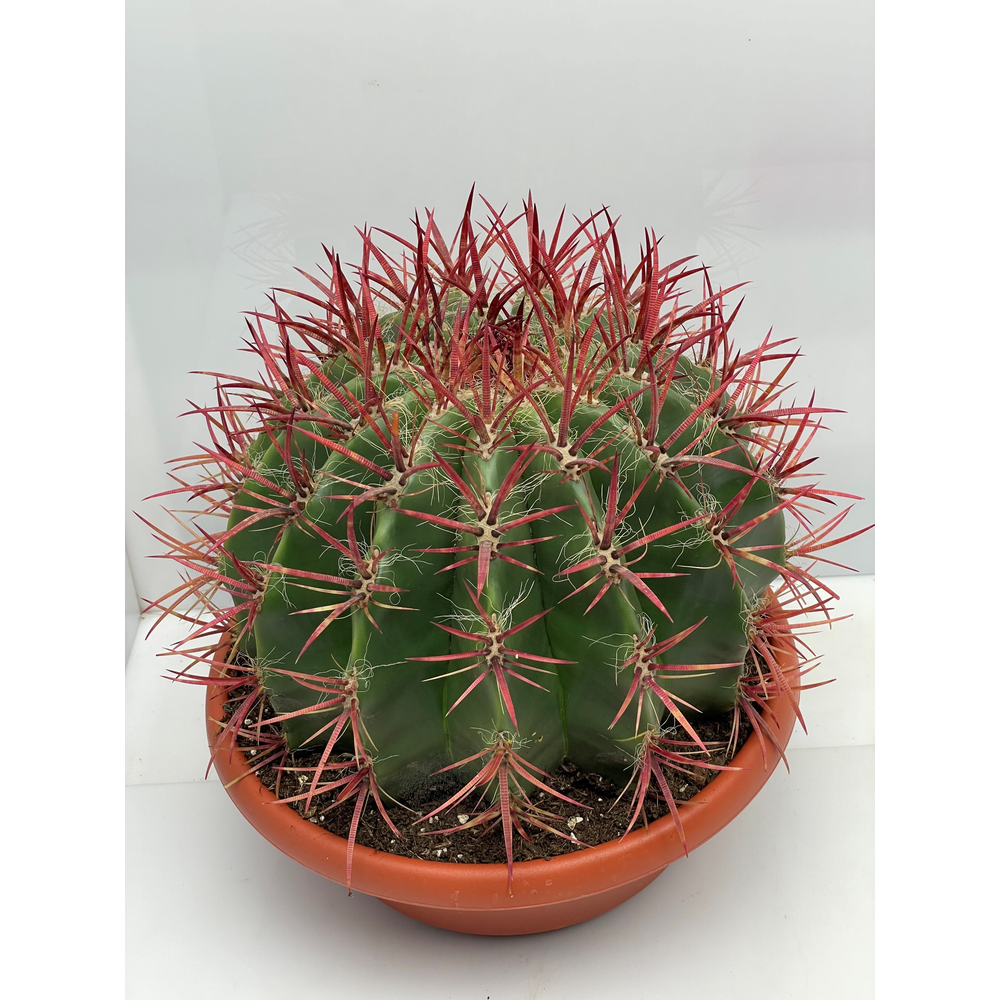 Fero Pilosus Steinesii 30 cm.