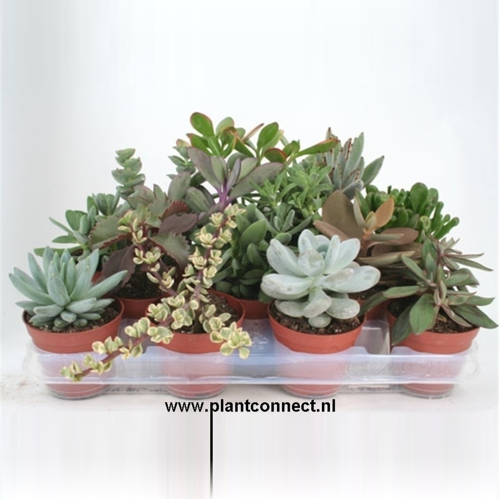 Succulenten mix 8,5 cm.