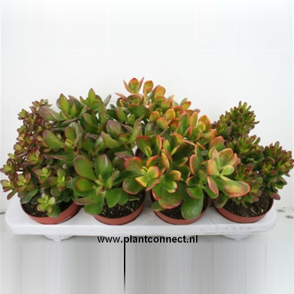 Crassula mix 12 cm.