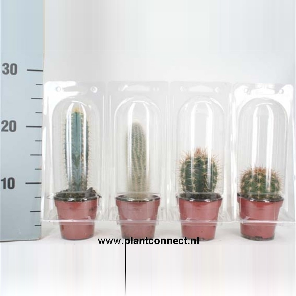 Solo Blister cactus 8,5 cm.