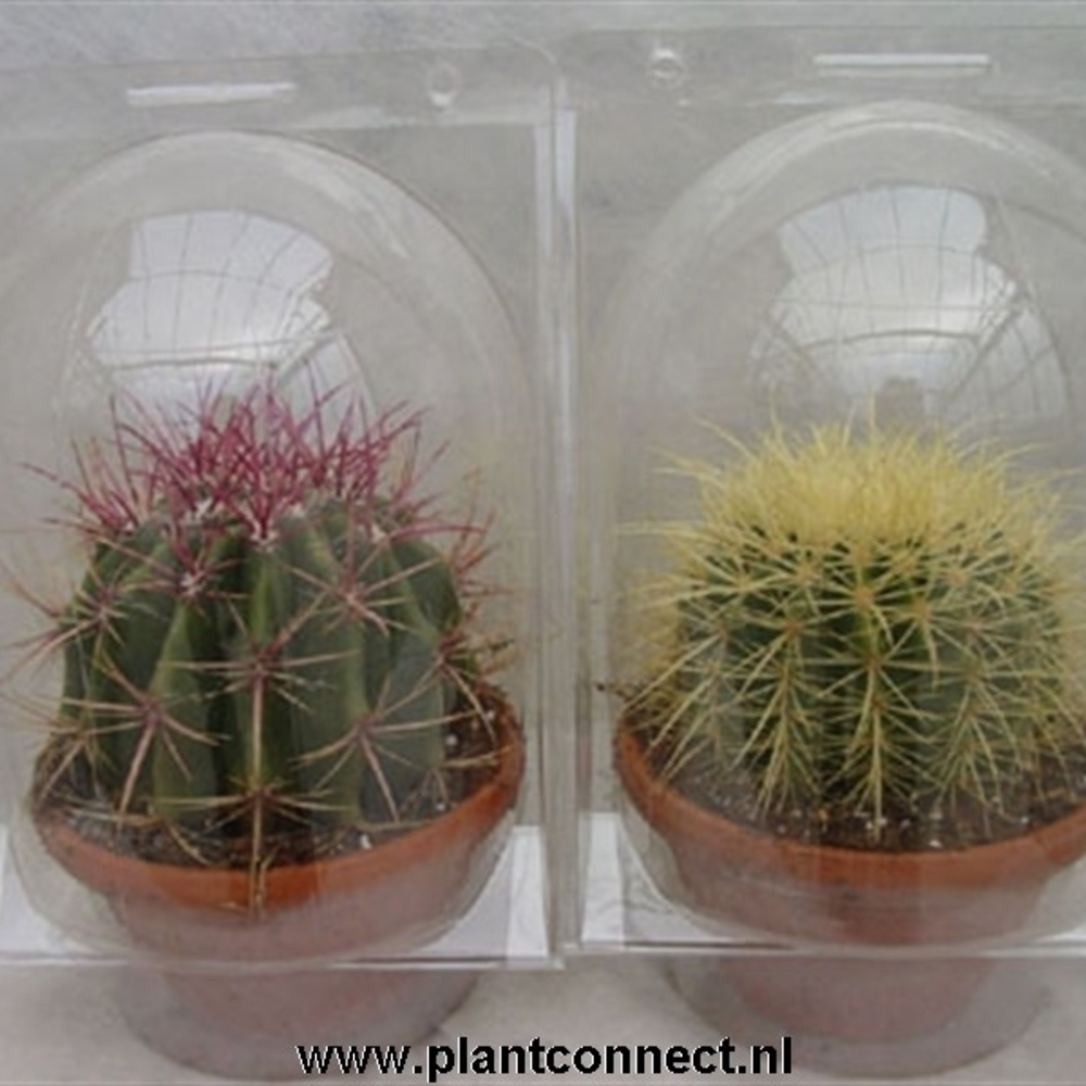 Blister cactus 17 cm.
