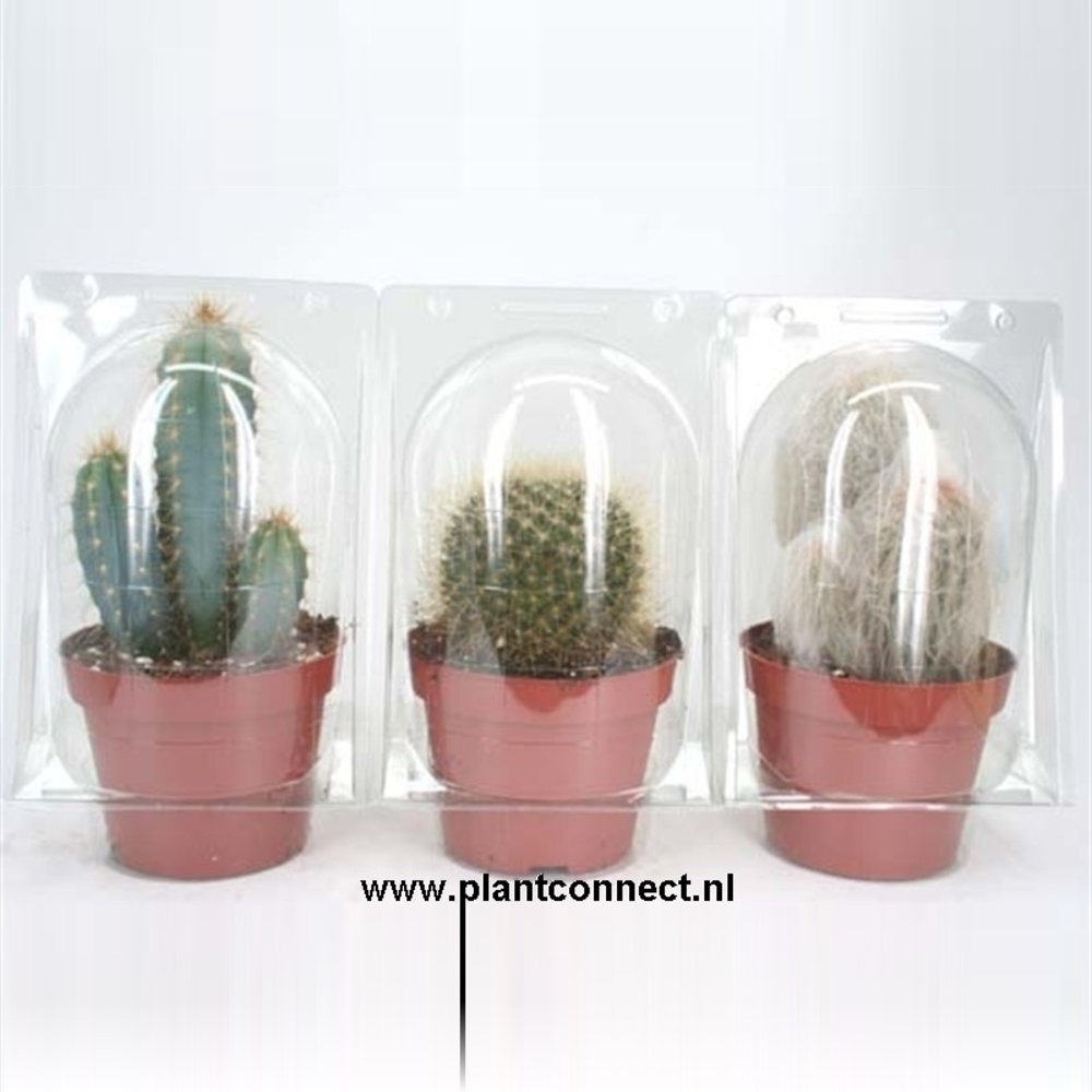 Solo Blister cactus 12 cm.