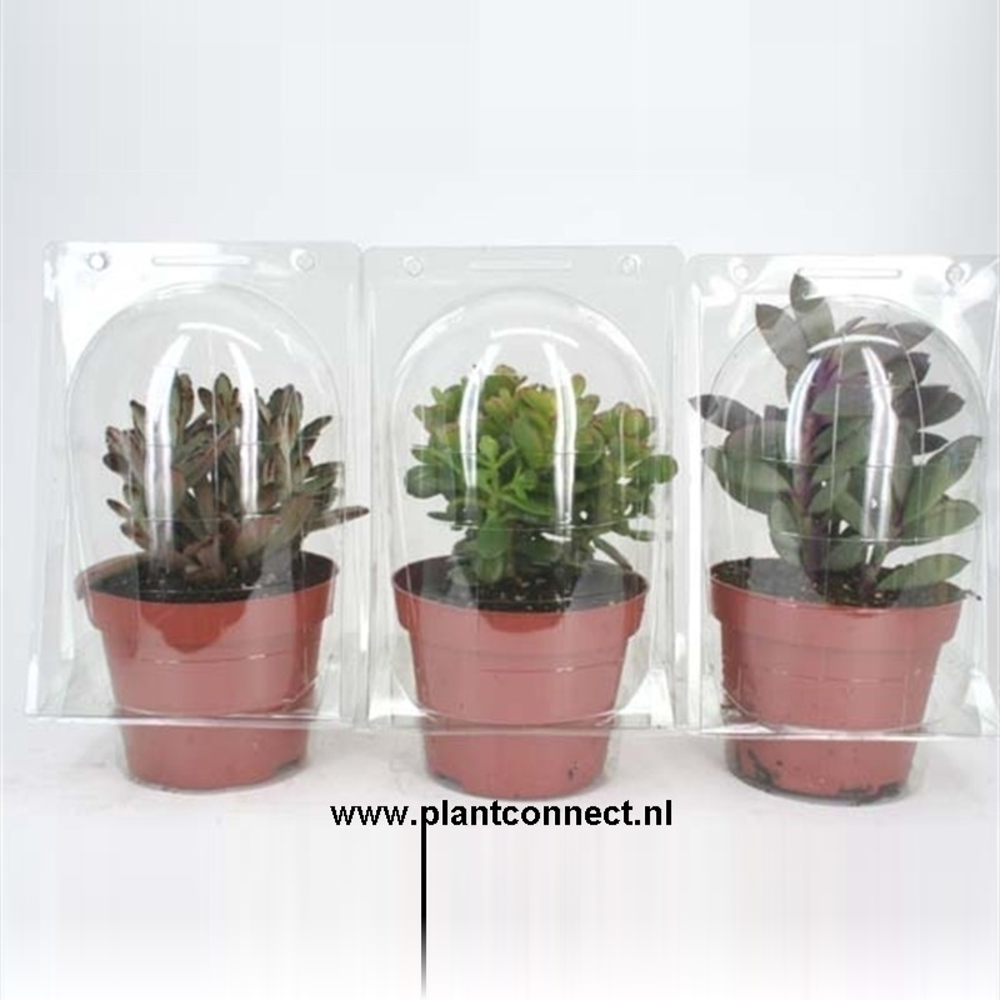 Succulent solo blister 12 cm.