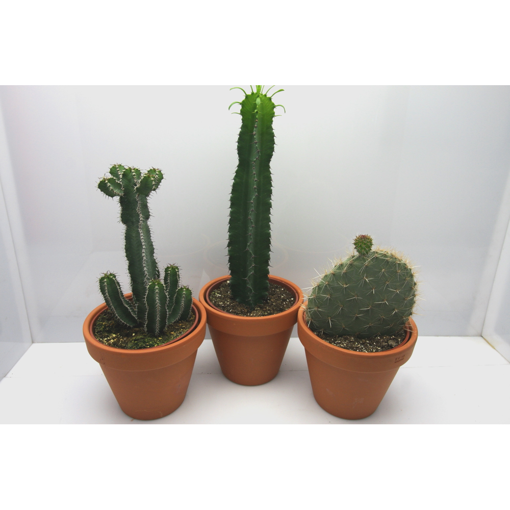 Rozenpot cactus 17 cm.