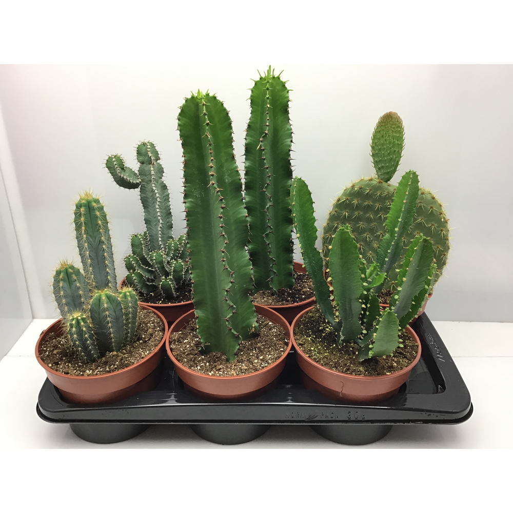 Zuilen mix NL 17 cm.