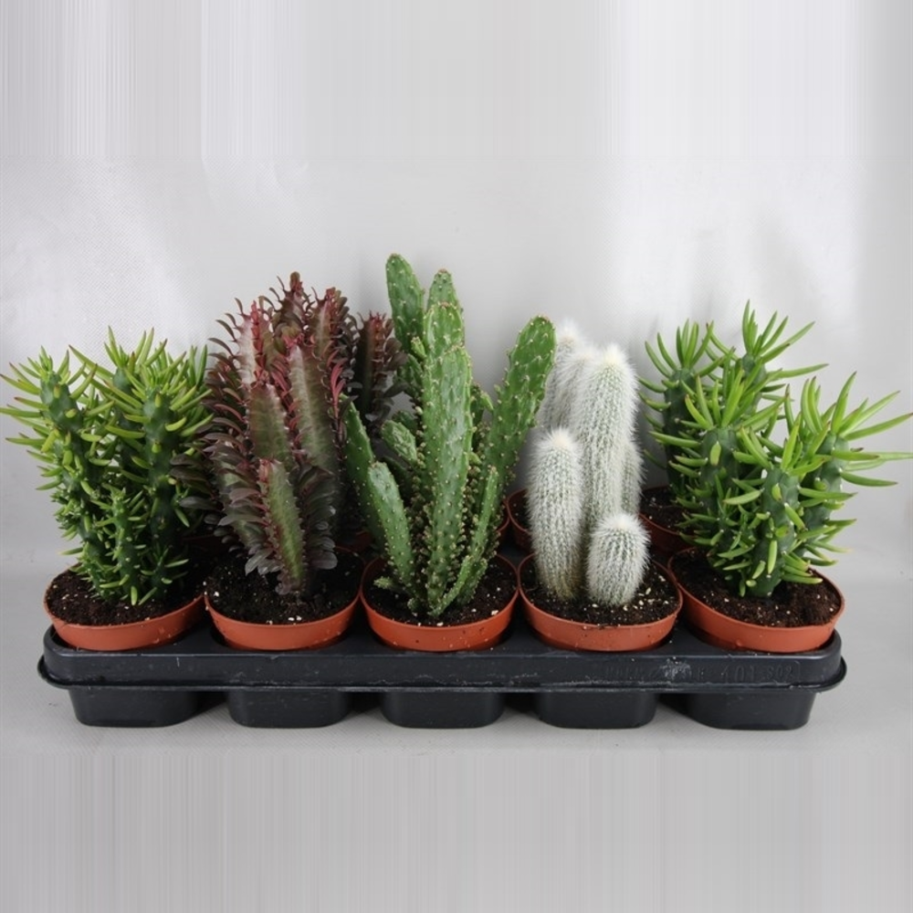 Half hoge zuilen mix 12 cm.