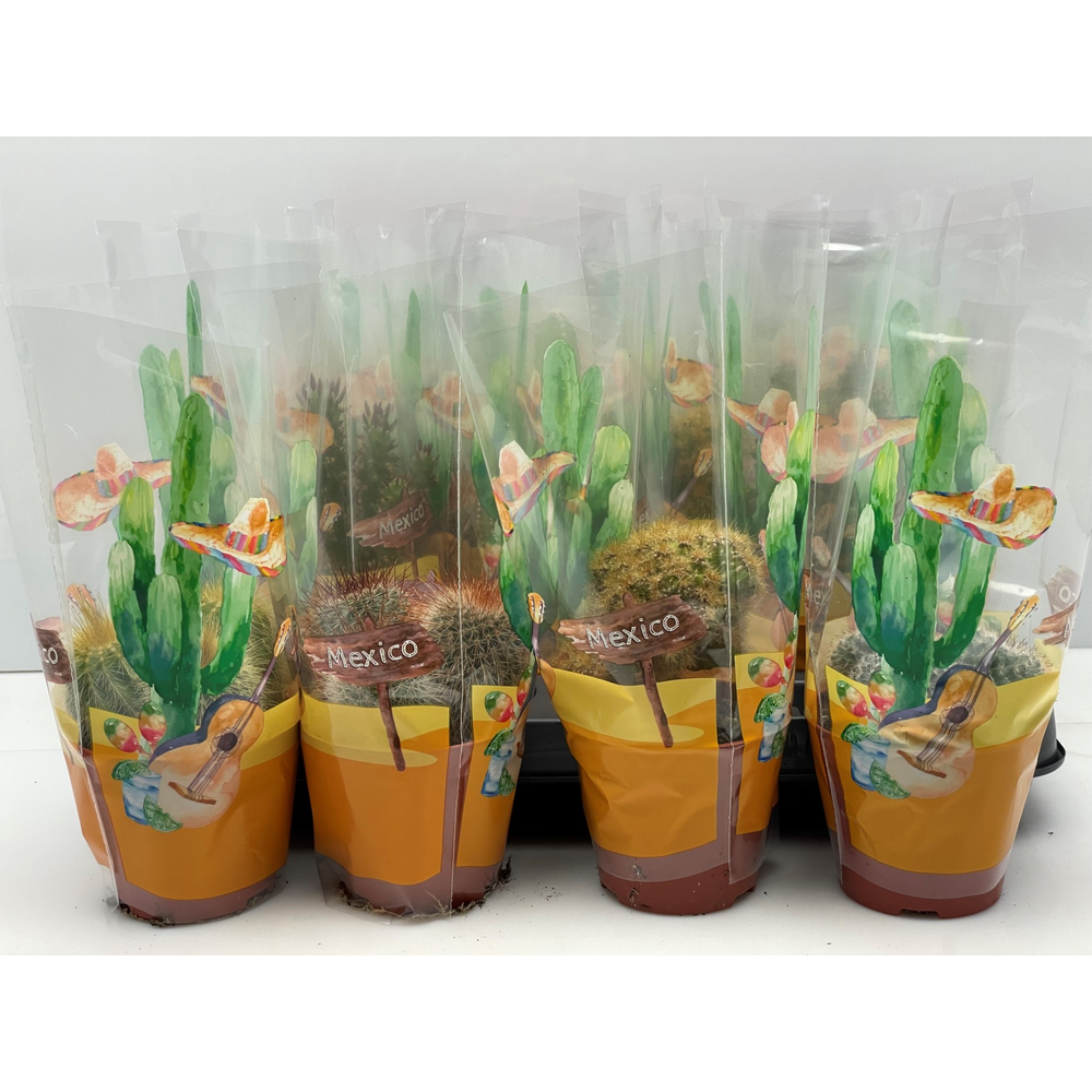 Cactus in mexicohoes 8,5 cm.