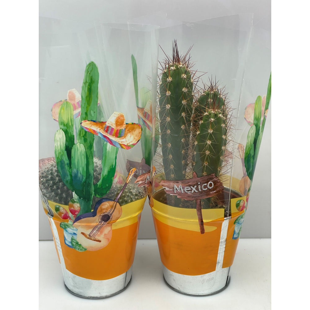 Cactus zink mexicohoes 8,5 cm.