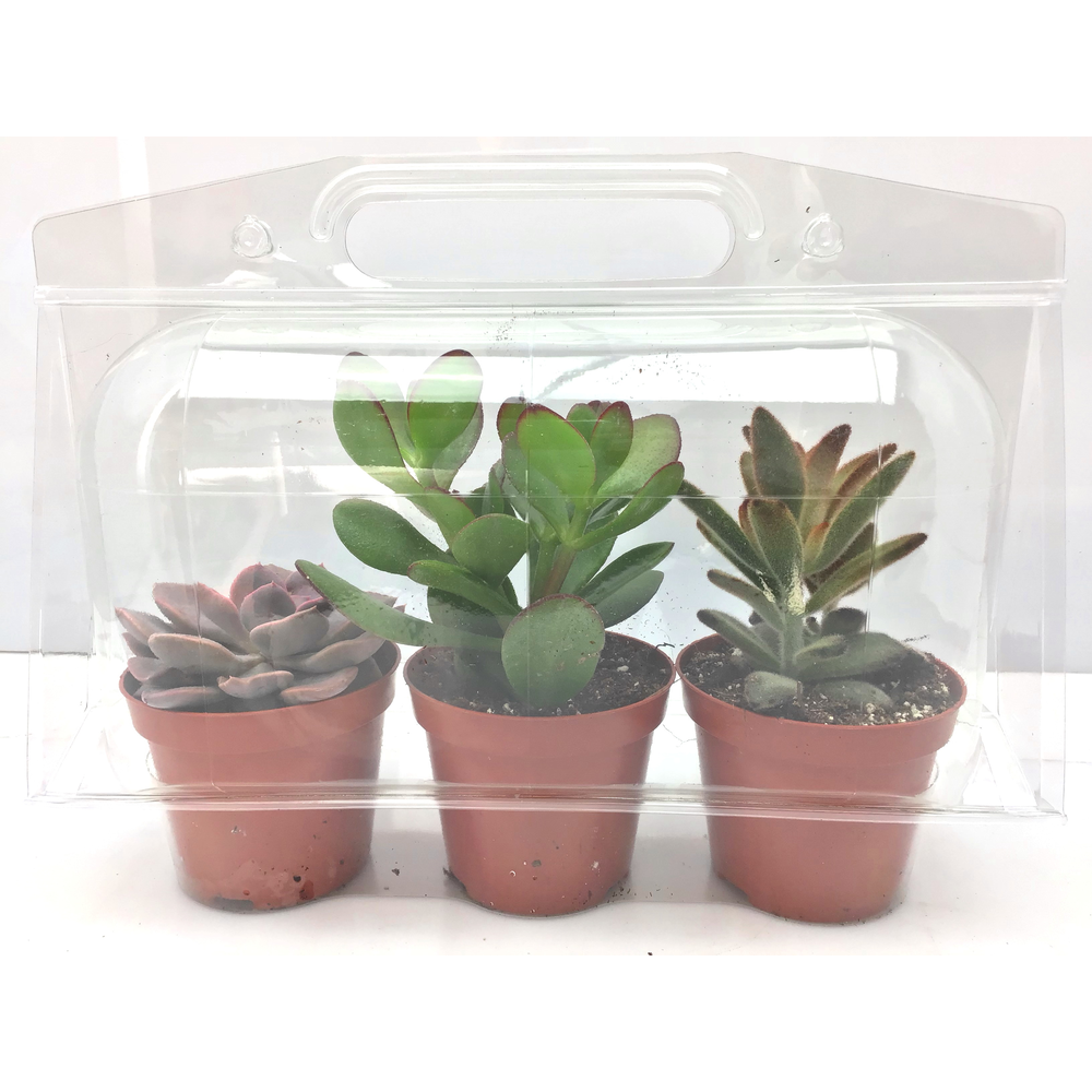 Trioblister succulent 8,5 cm.