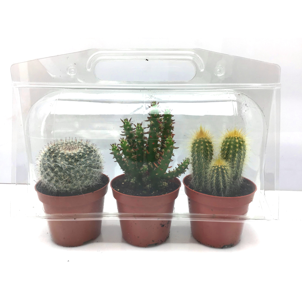 Trioblister cactus in 8,5 cm.