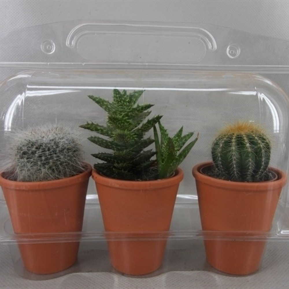 Trioblister rozenpot cac 6,5 cm.