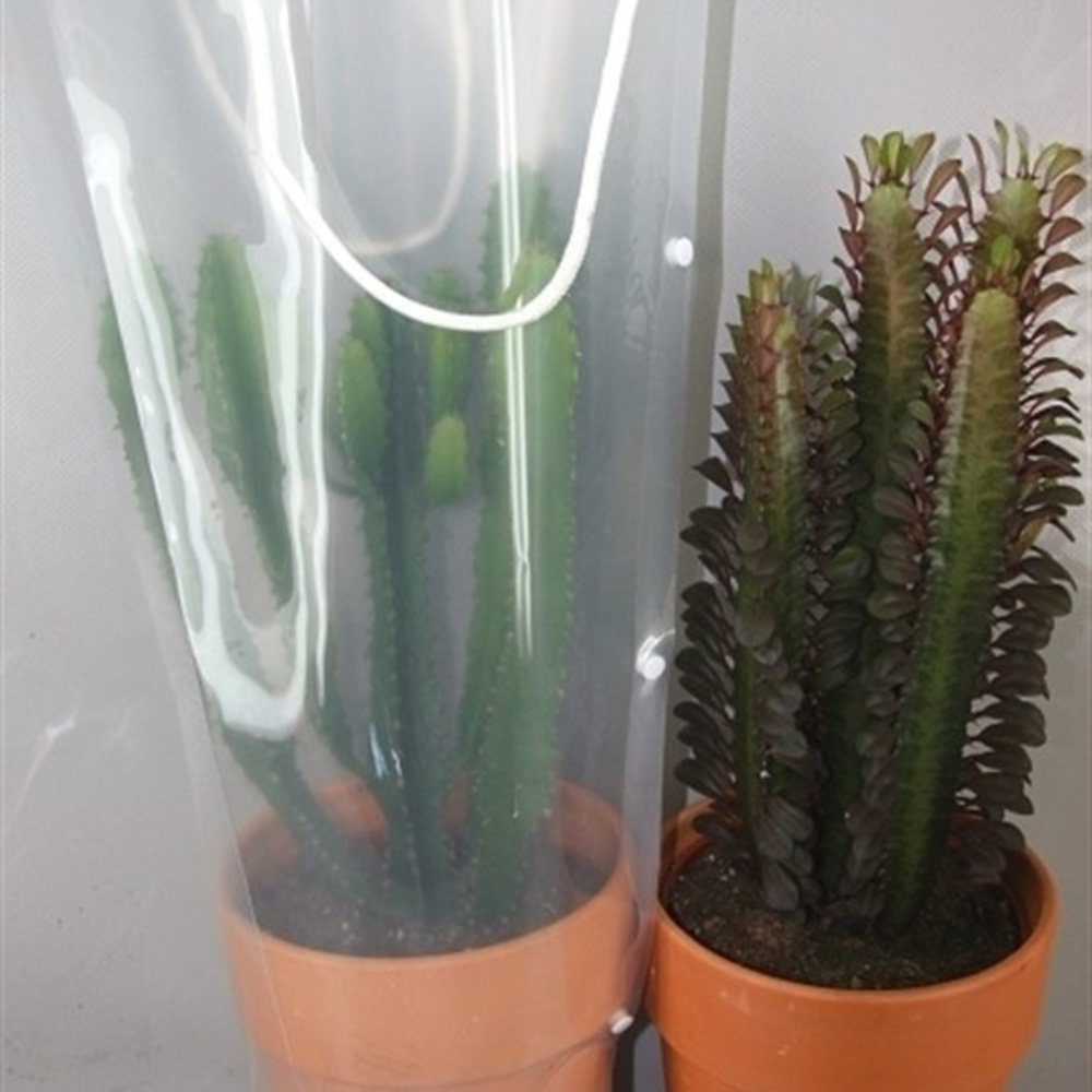 Rozenpot+Draagtas cactus 17 cm.
