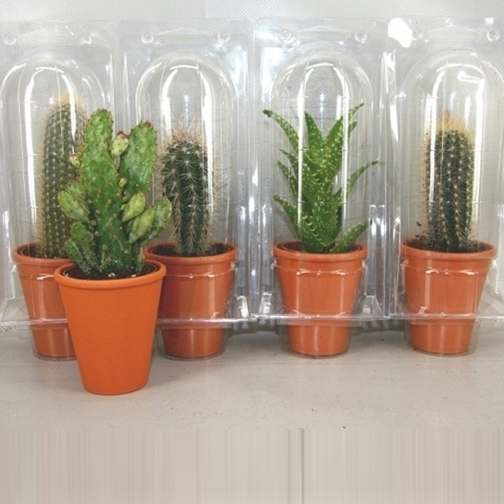 Rozenpot soloblister cac 6,5 cm.