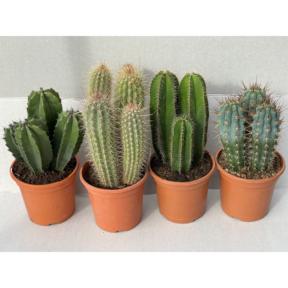 Zuilen mix TENERIFE 17 cm.