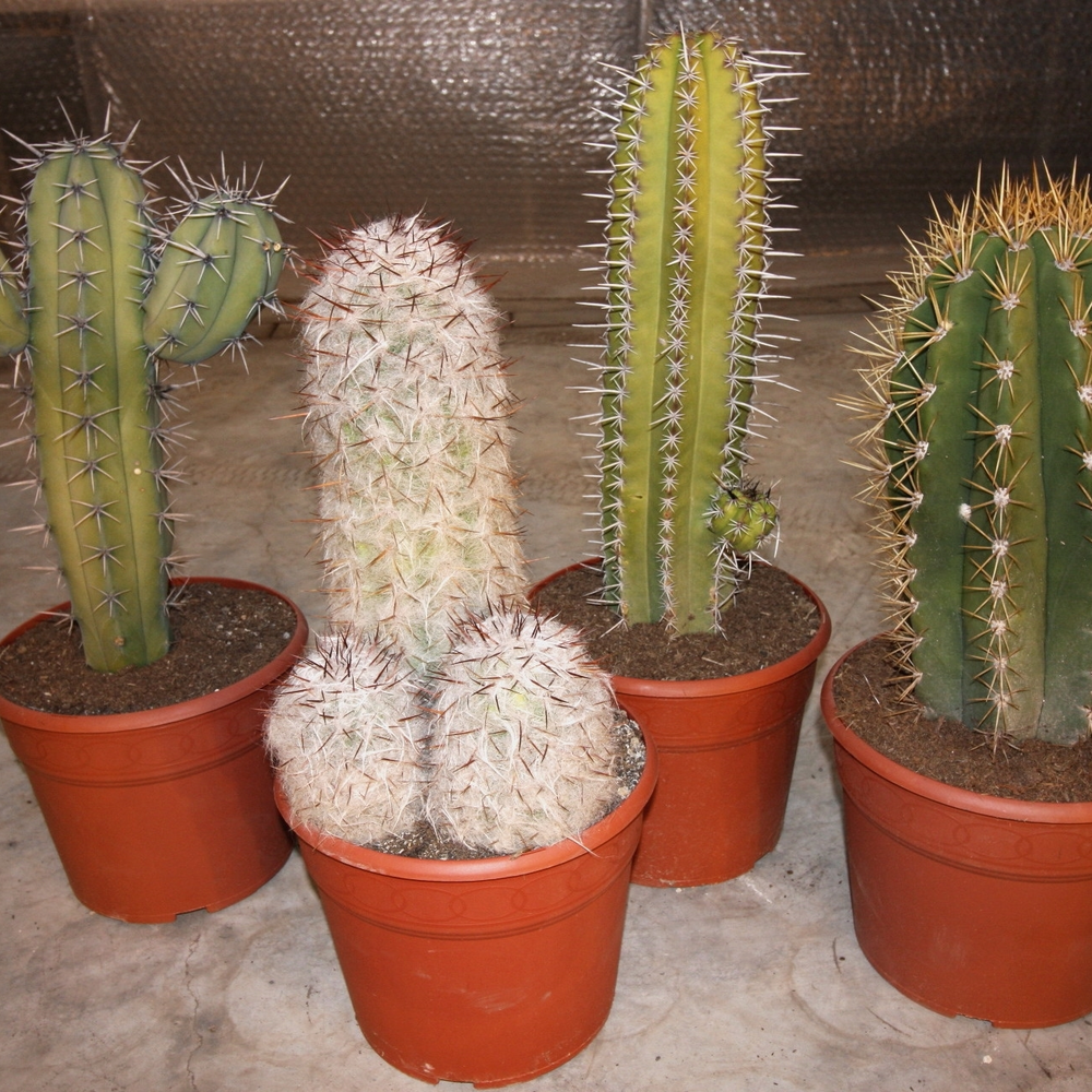 Zuilen mix XXL 28 cm.