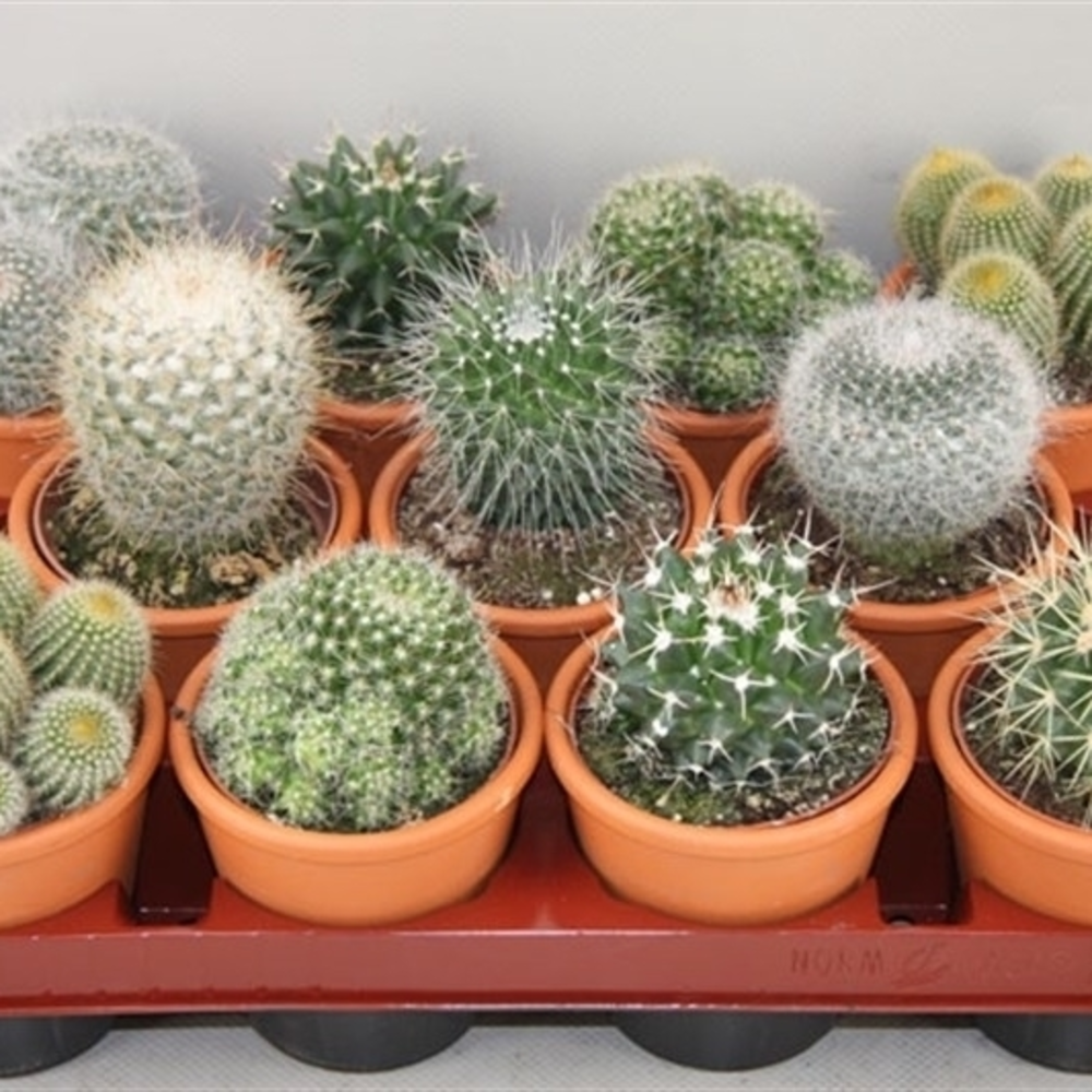 Bollen in rozenpot 8,5 cm.