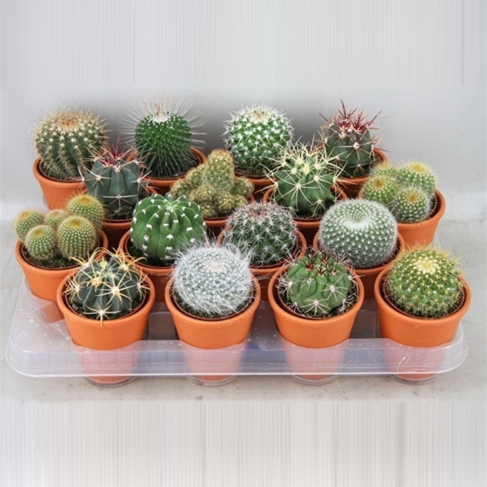 Bollen in rozenpot cactus 6,5 cm.