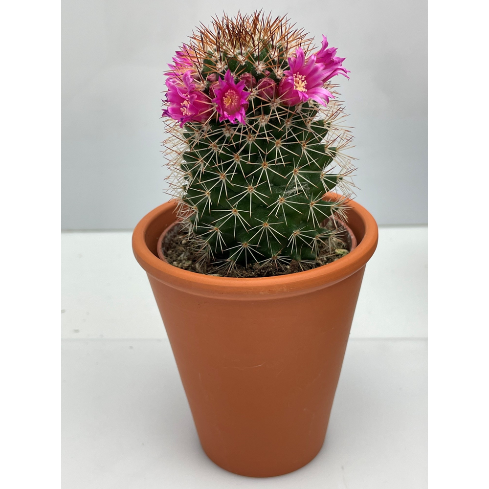 Rozenpot Bloeiend 6,5 cm.