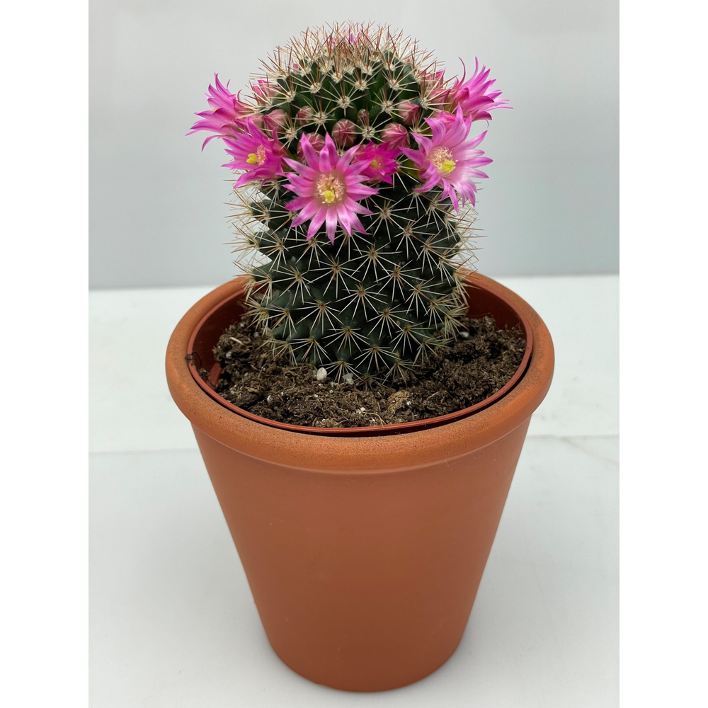 Terracotta Rozenpot Bloeiende 8,5 cm.