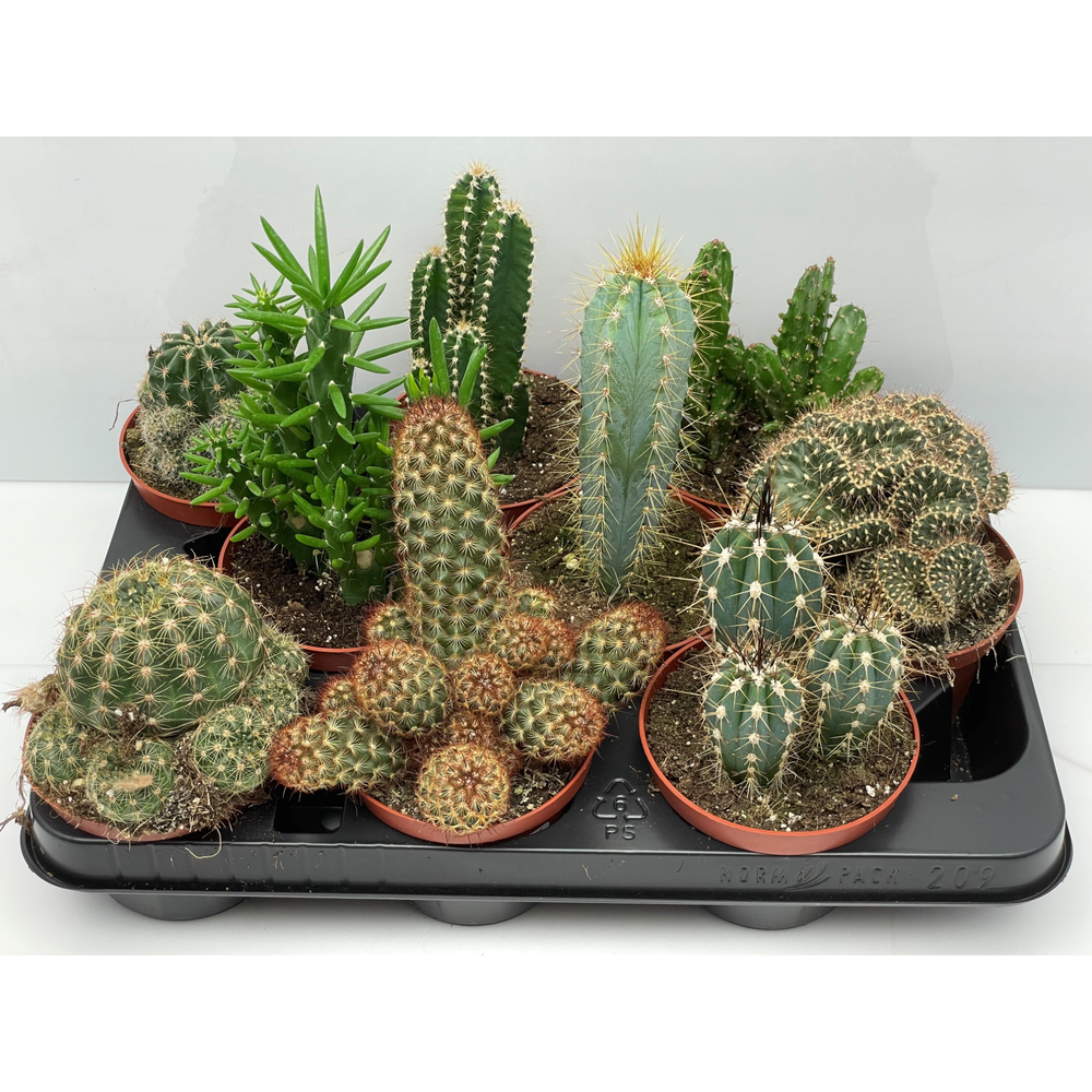 Cactus gemengd 10,5 cm.