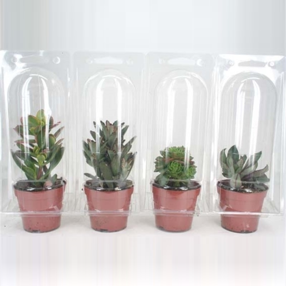 Succulent in solo blister 8,5 cm.