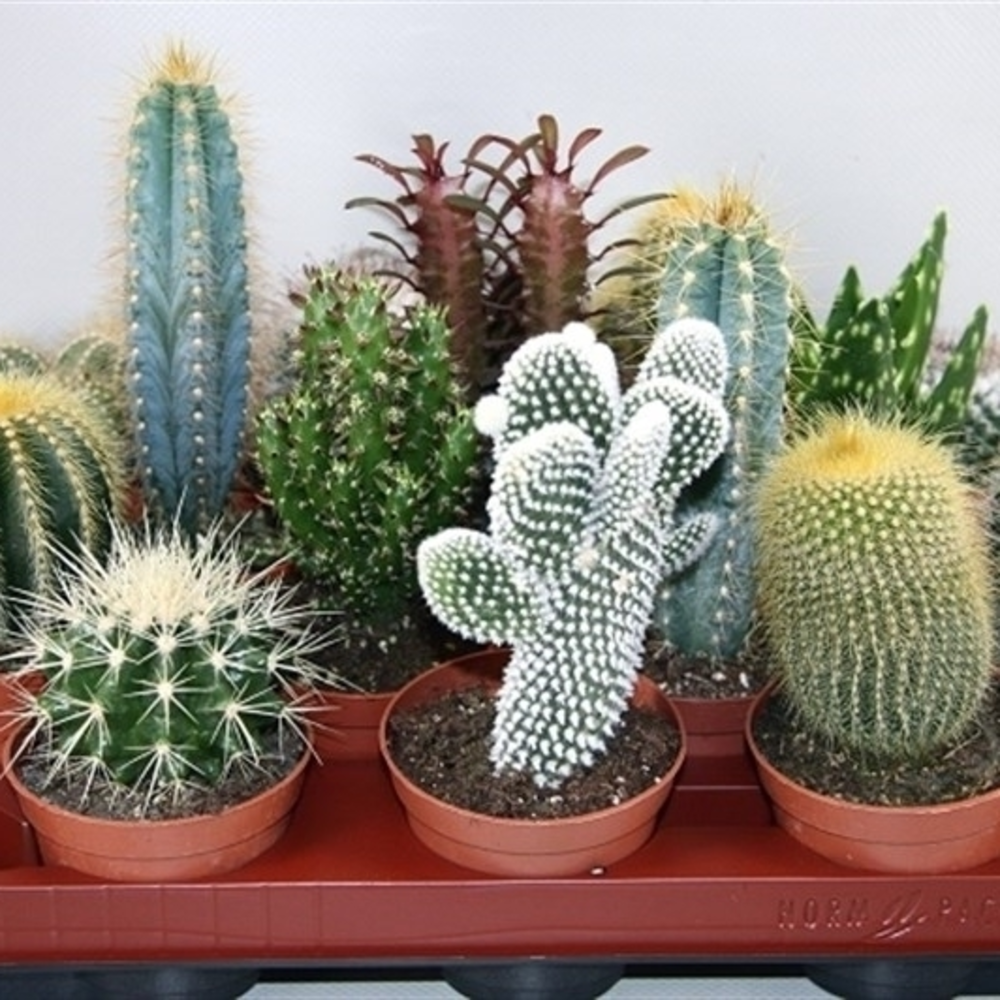 Cactus gemengd 8,5 cm.