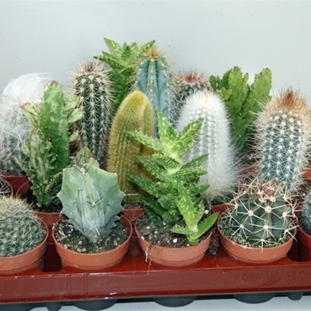 Cactus gemengd 6,5 cm.