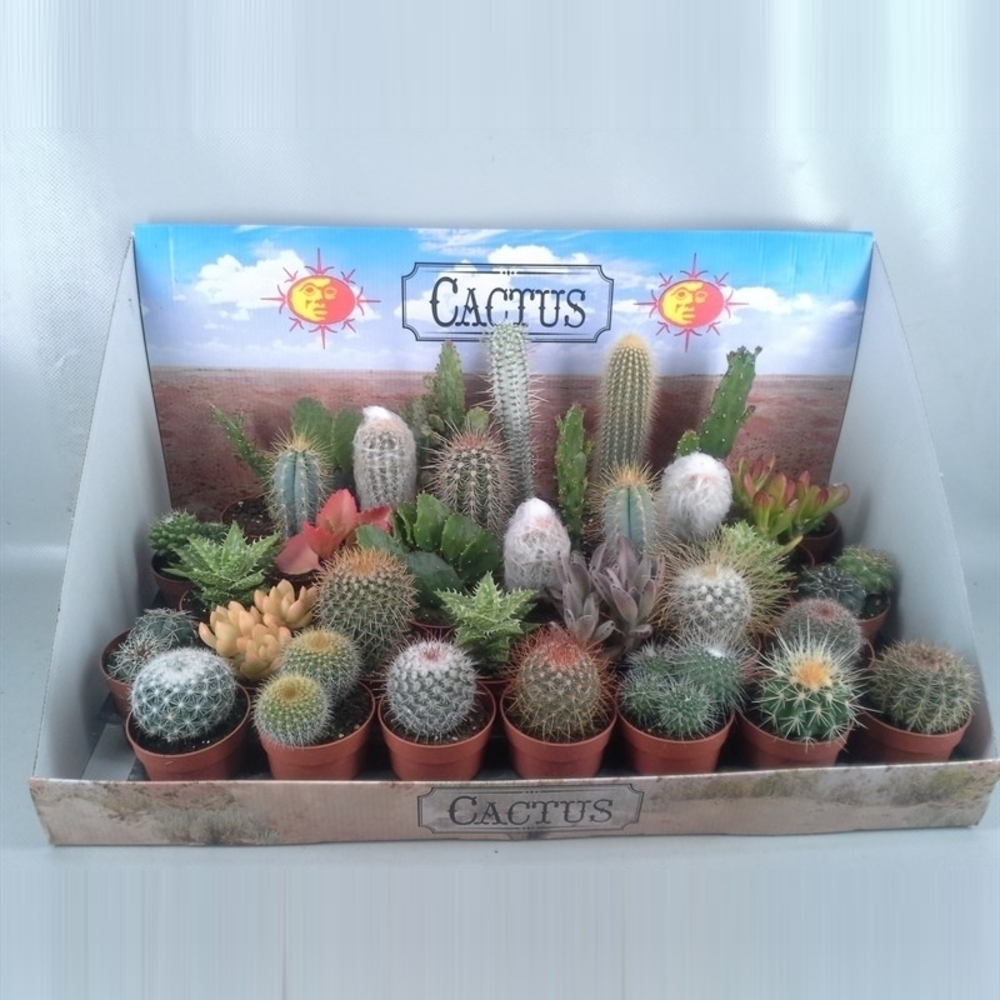 Cactus mix showdoos 6,5 cm.