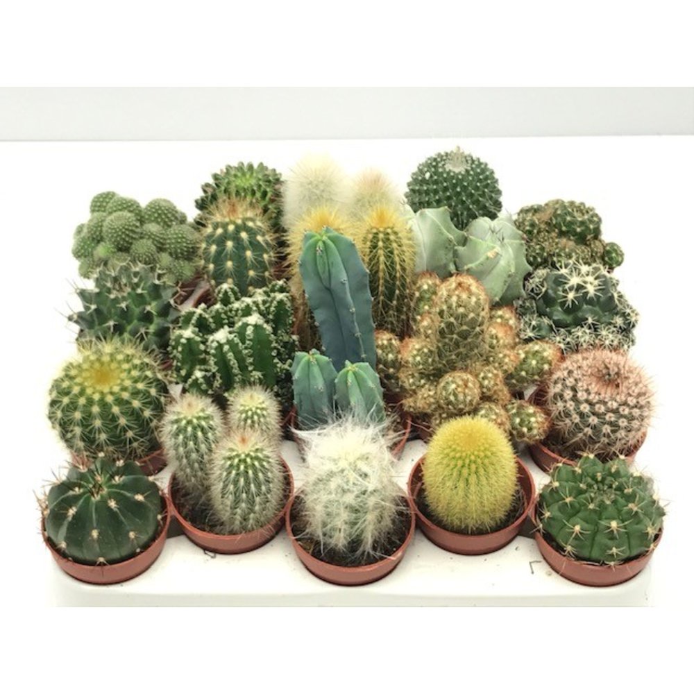 100 Cactus mix 5,5 cm.