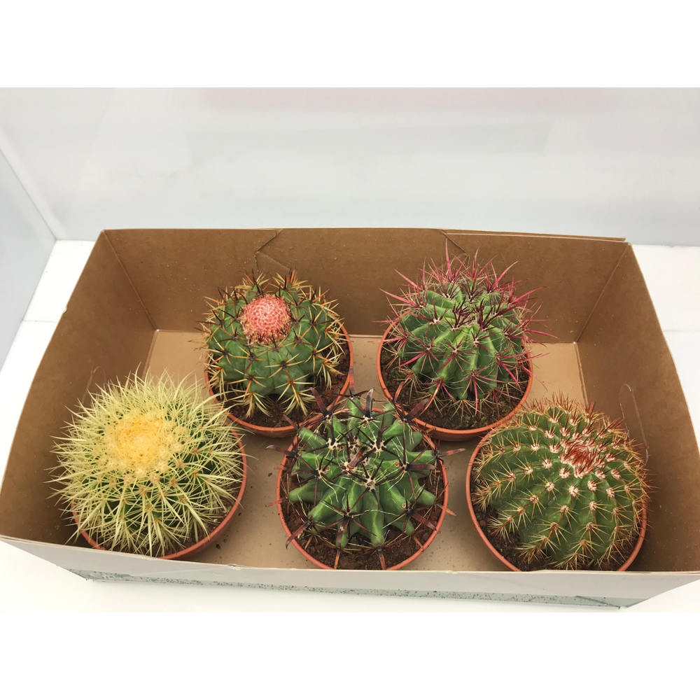 Cactus Schaal 16 cm Tenerife.