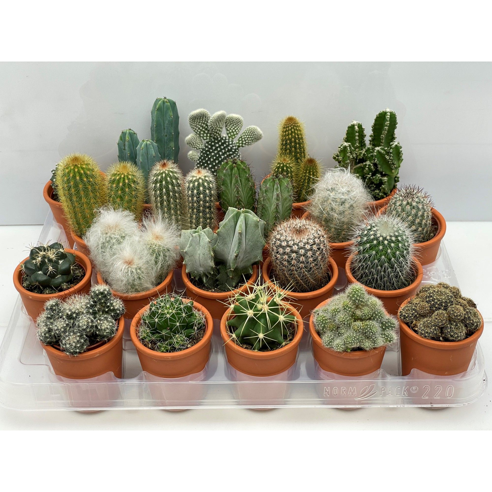 Art.116 Rozenpot cactus 5,5 cm.