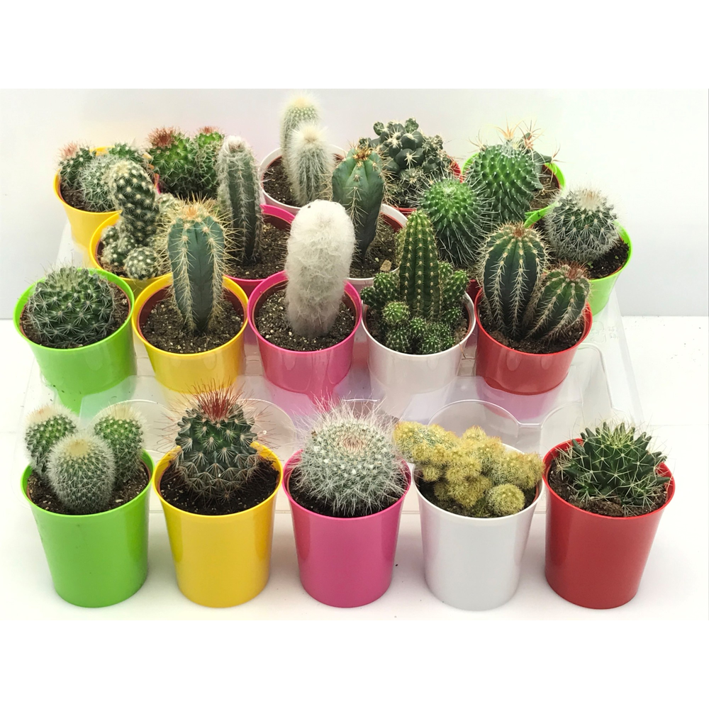 Cactus kameleon pot 6,5 cm.