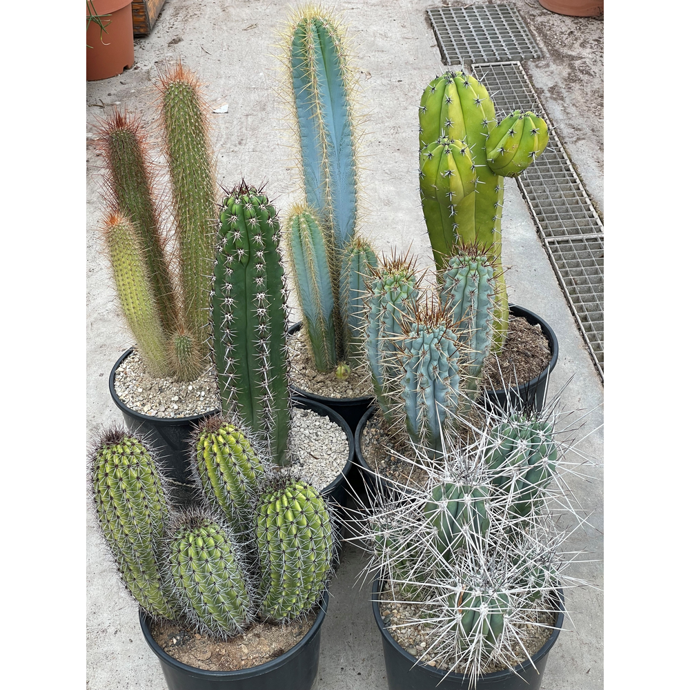 Art.590 Zuilen mix XXL 24 cm.