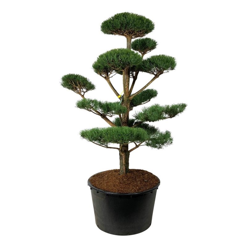 Pinus sylvestris.