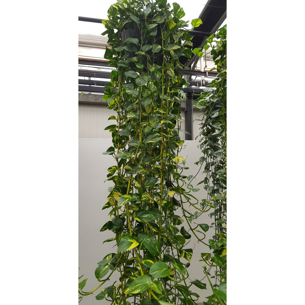 Epipremnum Aureum 35cm.