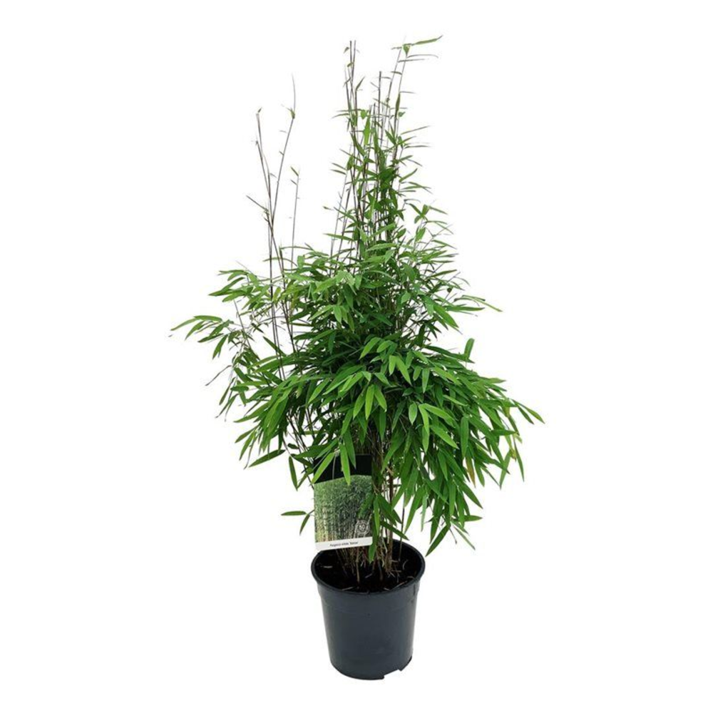 Fargesia nitida 'Gansu 95/2'.