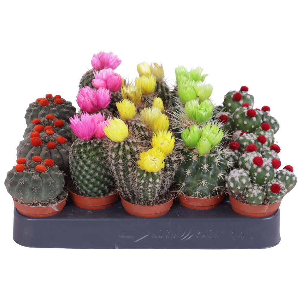 Cactus stro disco 5,5 cm.