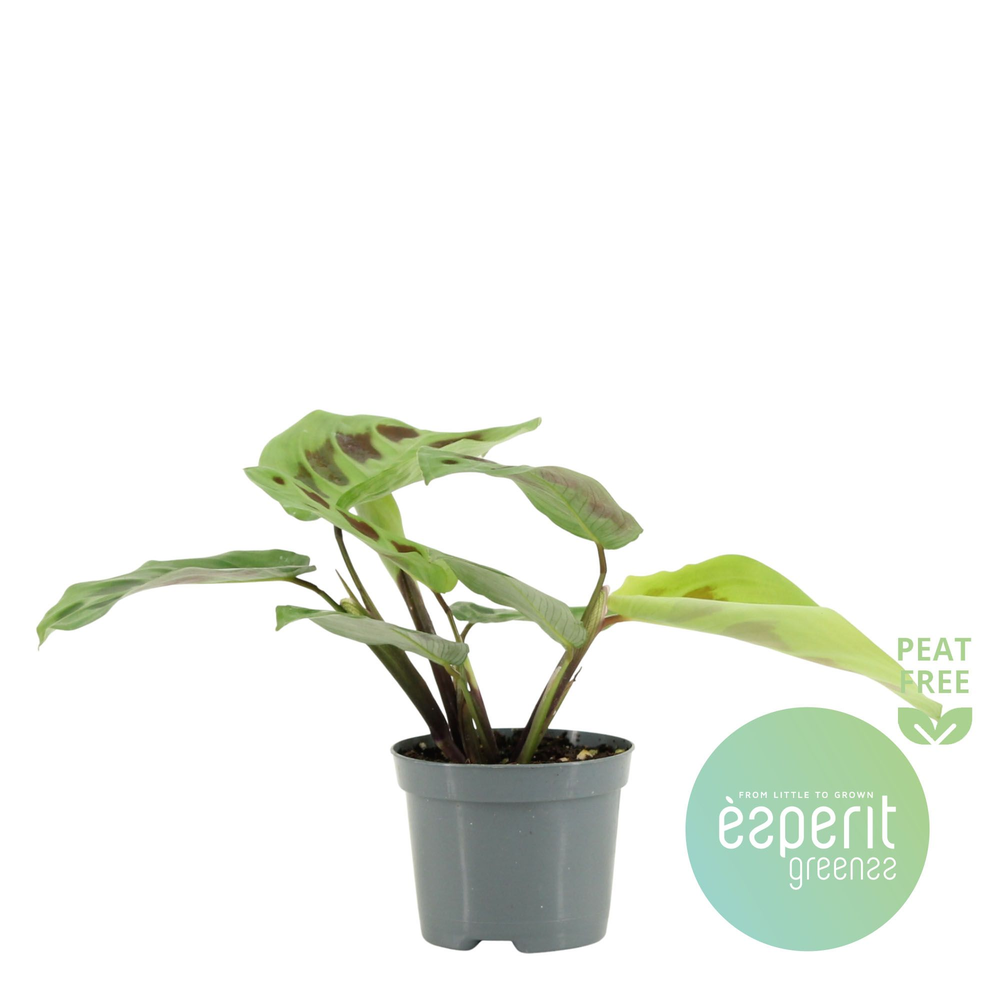 Maranta leuconeura Kerchoveana.