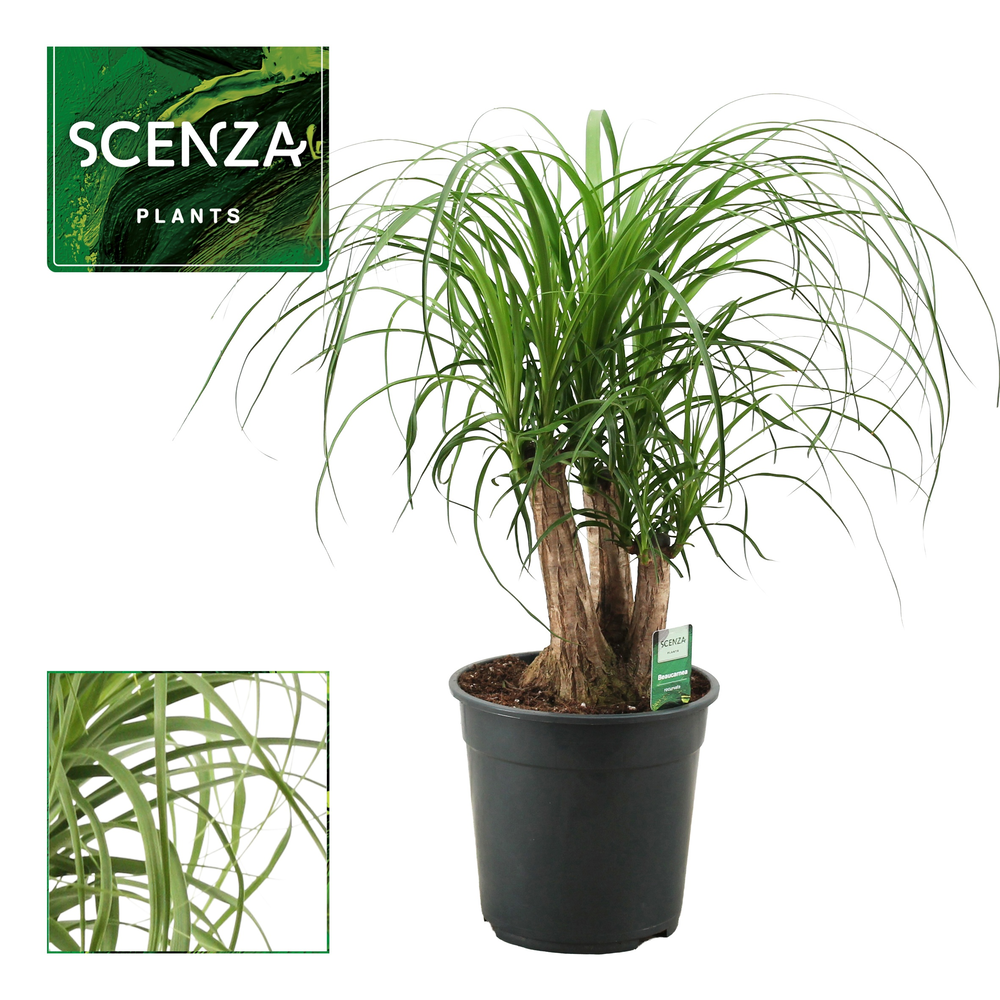 Beaucarnea vertakt 24 cm.